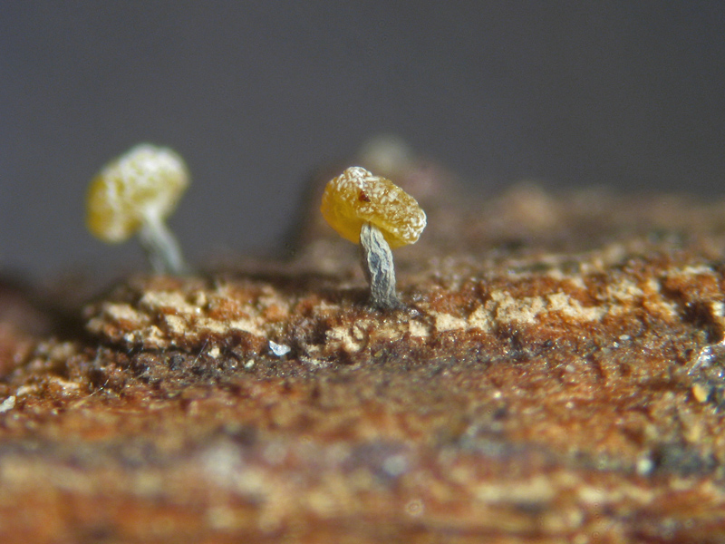 Physarum sp. ?